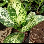 TANAMAN HIAS AGLAONEMA SPARKLE-AGLAONEMA SPARKLE