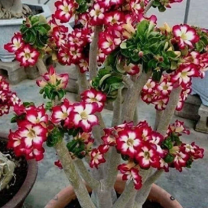 PROMO.! bonsay pohon Kamboja adenium cabang seribu bunga merah size B-adenium bunga tumpuk-obesum-kamboja jepang-kemboja-bibit tanaman hias adenium Kamboja-tanaman hidup-bunga hidup-bunga hias-bunga hidup-bunga hias