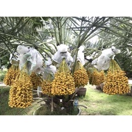 ANAK POKOK KURMA THAILAND (1pokok)