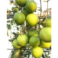 CÂY TÁO ĐẠI MẬT ĐÀI LOAN BẦU BẤT ĐANG HOA SẴN TRÁI