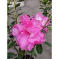 Azalea Pink Flower - ornamental plant - house plant