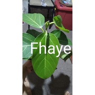 ✔☑Ficus Audrey (Cuttings Only)