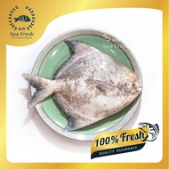 [Sea Fresh] Ikan Bawal Tambak | Chinese Pomfret Fish | Fresh Frozen Seafood