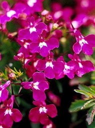 LOBELIA Rosemund  Seeds (Lobelia Erinus RosamondCompacta) -LIMITED