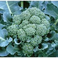 Biji Benih Brokoli Di Cicco Broccoli Seed - 100 Biji Seed