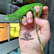 GREEN IGUANA SUPER BUKAN RED BLUE ALBINO AXANTHIC TEGU PANANA KODE 812