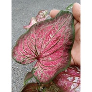 Happi GO 1Pot Caladium Red Chamber / Keladi (Live Plant)