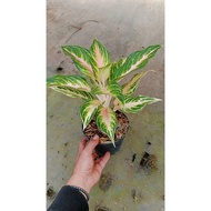 Sindo - Aglaonema Pink Sunset Live Plant EQLNMSKAY6