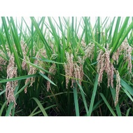 Benih Padi Bibit Padi Japonica 5kg Galur Jepang