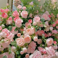 Rose Flower Seed Outdoor Planting Flower Seed Climbing Wall Plant Four Seasons Flowering Courtyard C