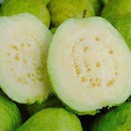 Pokok Jambu Batu Lohan Hybrid/ Guava Tree (lohan)