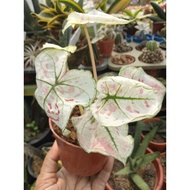 caladium Thailand .🍀🌸