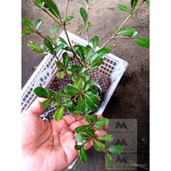 ❀African Talisay seedlings Green Terminalia Mantaly live plant 2.5 ft tall