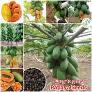 Easy to grow丨10 Seeds/bag Papaya Seeds Dwarf Varieties Bonsai Fruit Tree Seeds Home Gardening Seeds 