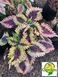 Mayana Coleus Florida Sun (Rare Mayana) with FREE plastic pot, and garden soil (Outdoor Plant, Real Plant, Live Plant and Limited Stock) - Plants for Sale