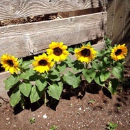 20 เมล็ด ทานตะวันแคระ ดอกไม้ Sunflower Seeds สายพันธุ์ SUNSPOT DWARF