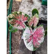 Keladi Sub Narin / Caladium Sub Narin (Rare)