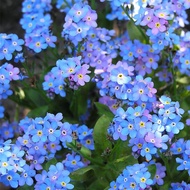 ของแท้ 100% กระถางเมล็ดดอกไม้ Mixed Color Forget-me-not เป็นเมล็ดพันธุ์ดอกไม้ที่ปลูกง่าย 100pcs สีผส