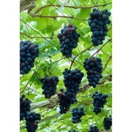 ANAK POKOK ANGGUR “Isabella” • ANGGUR MERAH TUA KEHITAMAN 🍇 ISABELLE Grapes