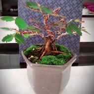 Bahan Bonsai putri malu | Bonsai putri malu sungai