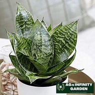 Dwarf Snake Plant ( Green ) with FREE plastic pot ( Indoor and OutDoor Plant, Real Plant, Plants for