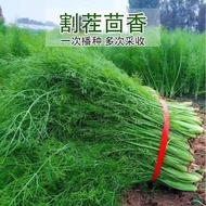 Cut Fennel Seeds Centennel Vegetables Original Four Seasons Vegetables Large Whole Vegetables High-P