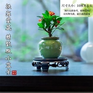 [2.5Ten Thousand People Collection]Iron Begonia Tiger Thorn Micro Desktop Potted Plant Office Tea Pe