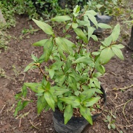 Bibit tanaman daun kesum (polygonum odoratum) daun laksa