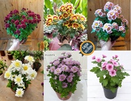 SUPER DISKON TANAMAN HIAS HIDUP BUNGA ASTER BUNGA KRISAN ASTER TANAMAN BUNGA SERUNI BUNGA ASTER WARN