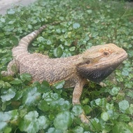 Bearded Dragon Kadal Berduri