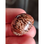 Fossil Nibong Merah Purba Asli Saiz 50 Sen Kayu Purba Jadi Batu Teras Merah Urat Padu Rare Natural F