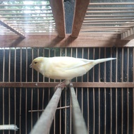 burung kenari f1sf x F1 ys betina