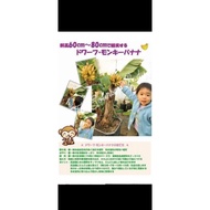 SG, Seller JAPAN MUSACEAE MUSA ( DWARF MONKY ) Fruit Plant, / Live Plant 🍌🪴 $88