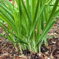 Old Varieties Leek Planting Seeds Wide Leaf Fine Leaf Leeks Family Four Seasons Balcony Planting Pur
