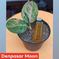 Aglonema Denpasar Moon | Bibit Ag.Denpasarmoon (Pelgol)