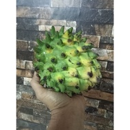 Anak Pokok Buah Nona / Rollinnia Dari Kebun Paklong