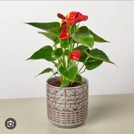 Anthurium Mickey Mouse
