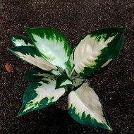 Aglonema Kochin Escada RR