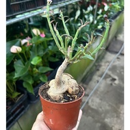 monadenium rubellum *Succulent* *Bonsai*
