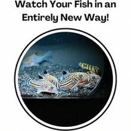 Aquarium Cave Dome | สังเกตปลาและกุ้งในอุโมงค์กรวด | ที่หลบซ่อนตกแต่งที่เหมาะสมสำหรับปลาปะการัง, ปลา