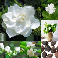 Local Ready Stock 50pcs Jasmine Gardenia Seeds Light Fragrant White Color Bloom Five Petal Decor Benih Bunga Pokok Bunga