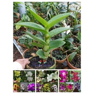 Terbaru Anggrek Dendrobium Bibit Tanaman Hidup Pohon Hidup