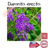 (GG real plant) duranta erecta  sky flower fragrance wangi pokok bunga hidup hiasan live outdoor hou
