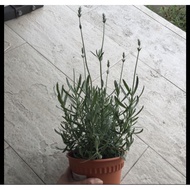 Dwarf Lavender Plant Rare Edible