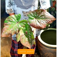 Keladi Thai Rare, Caladium Dao kiang din, Ai Ya Res,Sud Pratana, Princess Ananya Panawan