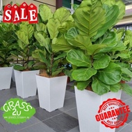 Pasu bunga besar flowers pot vase indoor and outdoor