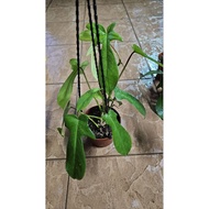 philodendron Florida Beauty green