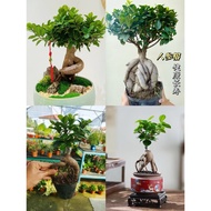 【XT】人参榕 Ficus microcarpa / Ginseng | Pokok Bonsai Ginseng