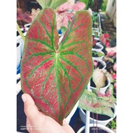 THEZALFASGARDEN - KELADI DAGING URAT HIJAU / DAGING URAT HIJAU CALADIUM / KELADI THAI HYBRID