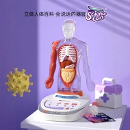 Human Body Detachable Anatomy Model Internal Organs Heart Human Body Structure Model Simulation Medi